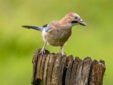 Avrasyalı Jay (Garrulus glandarius) İskoçya, İngiltere