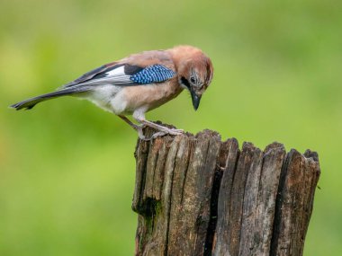Avrasyalı Jay (Garrulus glandarius) İskoçya, İngiltere