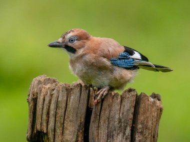 Avrasyalı Jay (Garrulus glandarius) İskoçya, İngiltere