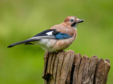 Avrasyalı Jay (Garrulus glandarius) İskoçya, İngiltere