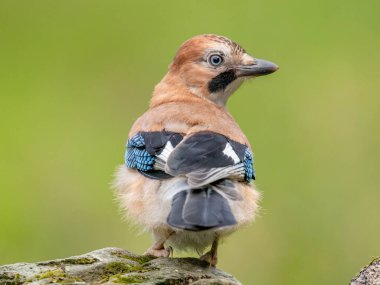 Avrasyalı Jay (Garrulus glandarius) İskoçya, İngiltere