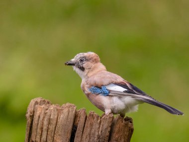 Avrasyalı Jay (Garrulus glandarius) İskoçya, İngiltere