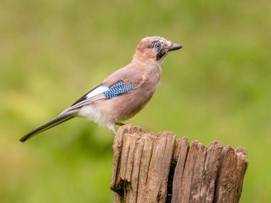Avrasyalı Jay (Garrulus glandarius) İskoçya, İngiltere