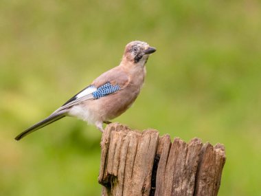 Avrasyalı Jay (Garrulus glandarius) İskoçya, İngiltere