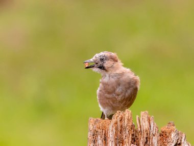 Avrasyalı Jay (Garrulus glandarius) İskoçya, İngiltere