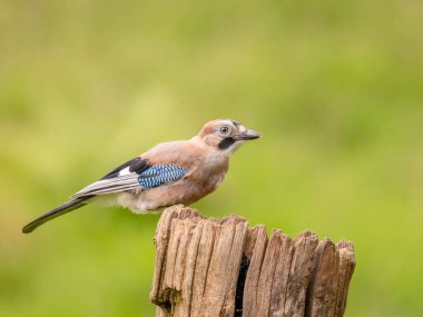 Avrasyalı Jay (Garrulus glandarius) İskoçya, İngiltere