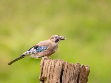 Avrasyalı Jay (Garrulus glandarius) İskoçya, İngiltere