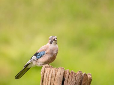 Avrasyalı Jay (Garrulus glandarius) İskoçya, İngiltere