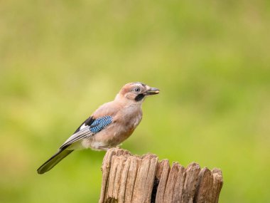 Avrasyalı Jay (Garrulus glandarius) İskoçya, İngiltere
