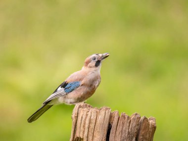 Avrasyalı Jay (Garrulus glandarius) İskoçya, İngiltere