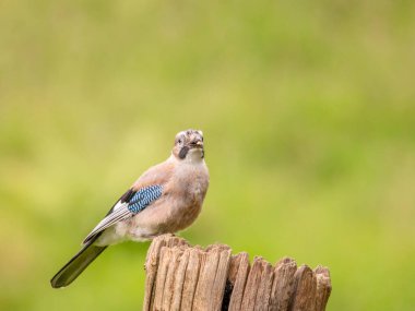 Avrasyalı Jay (Garrulus glandarius) İskoçya, İngiltere