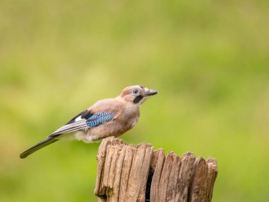 Avrasyalı Jay (Garrulus glandarius) İskoçya, İngiltere