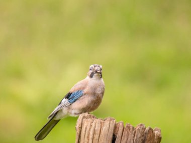 Avrasyalı Jay (Garrulus glandarius) İskoçya, İngiltere