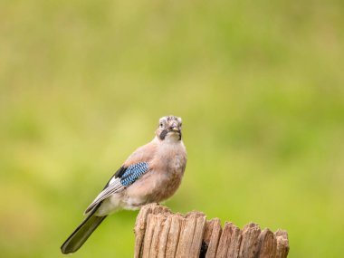 Avrasyalı Jay (Garrulus glandarius) İskoçya, İngiltere