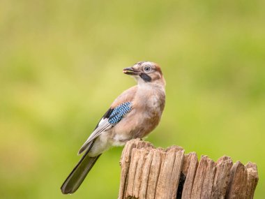 Avrasyalı Jay (Garrulus glandarius) İskoçya, İngiltere