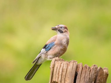 Avrasyalı Jay (Garrulus glandarius) İskoçya, İngiltere