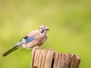Avrasyalı Jay (Garrulus glandarius) İskoçya, İngiltere