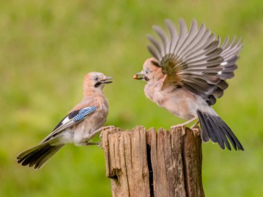 Avrasyalı Jay (Garrulus glandarius) İskoçya, İngiltere