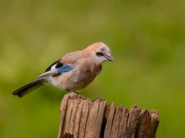 Avrasyalı Jay (Garrulus glandarius) İskoçya, İngiltere