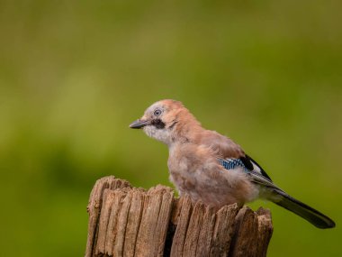 Avrasyalı Jay (Garrulus glandarius) İskoçya, İngiltere