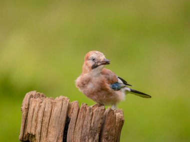 Avrasyalı Jay (Garrulus glandarius) İskoçya, İngiltere