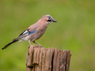 Avrasyalı Jay (Garrulus glandarius) İskoçya, İngiltere