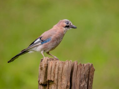 Avrasyalı Jay (Garrulus glandarius) İskoçya, İngiltere