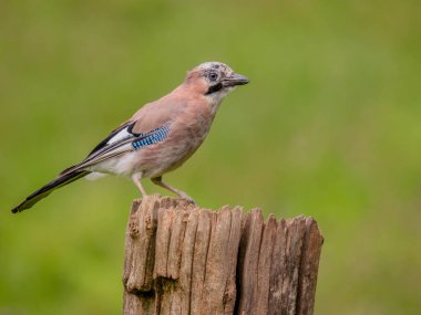 Avrasyalı Jay (Garrulus glandarius) İskoçya, İngiltere