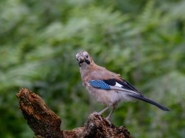 Avrasyalı Jay (Garrulus glandarius) İskoçya, İngiltere