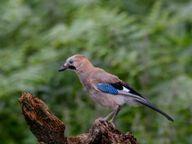 Avrasyalı Jay (Garrulus glandarius) İskoçya, İngiltere