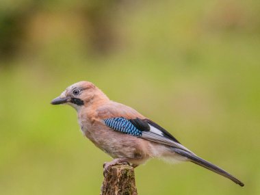 Avrasyalı Jay (Garrulus glandarius) İskoçya, İngiltere
