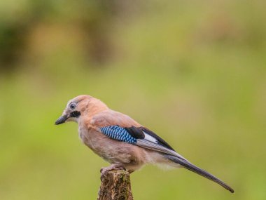 Avrasyalı Jay (Garrulus glandarius) İskoçya, İngiltere