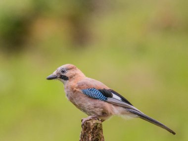 Avrasyalı Jay (Garrulus glandarius) İskoçya, İngiltere