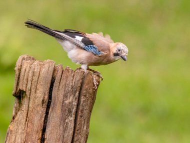 Avrasyalı Jay (Garrulus glandarius) İskoçya, İngiltere