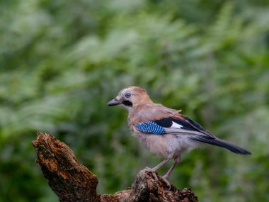 Avrasyalı Jay (Garrulus glandarius) İskoçya, İngiltere