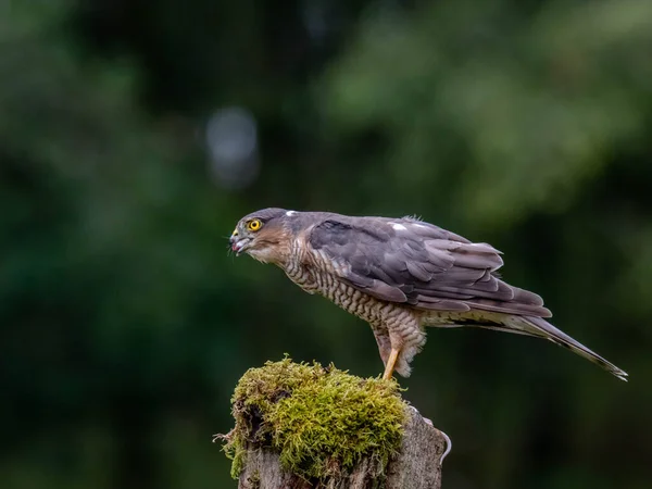 Πουλί Του Prey Sparrowhawk Accipiter Nisus Επίσης Γνωστό Βόρειο Σπουργίτι — Φωτογραφία Αρχείου