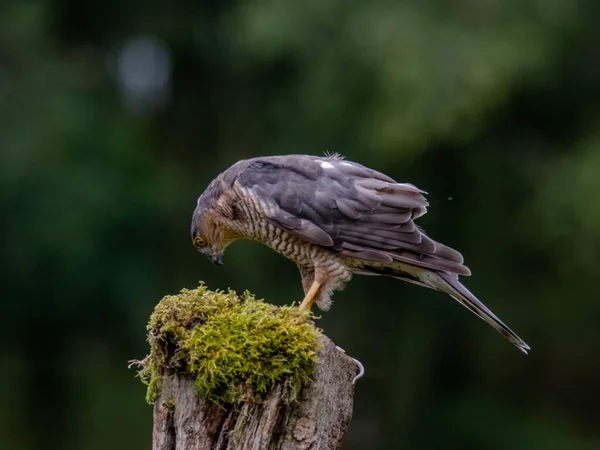 Oiseau Proie Épervier Accipiter Nisus Aussi Connu Sous Nom Épervier — Photo