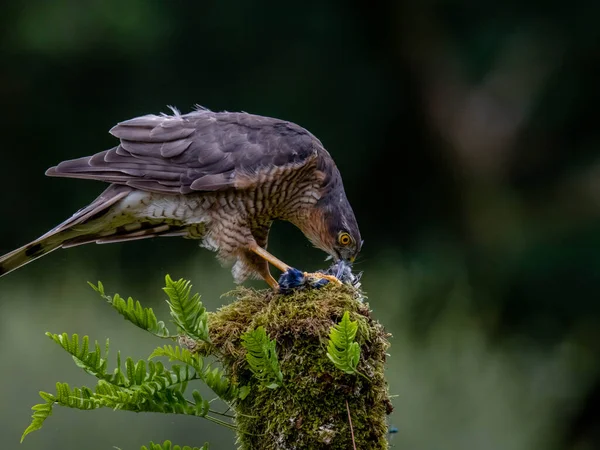 Bird Prey Gavilán Accipiter Nisus También Conocido Como Gavilán Del — Foto de Stock