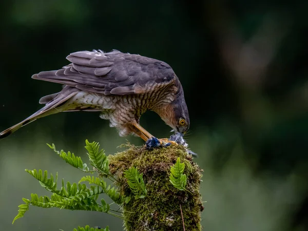Bird Prey Accipiter Nisus 又名北方雀鹰或雀鹰 栖息在布满苔藓的树干上 — 图库照片