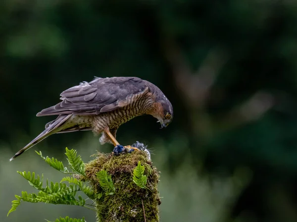 Хищная Птица Sparrowhawk Accipiter Nisus Известная Северный Ястреб Ястреб Сидящий — стоковое фото
