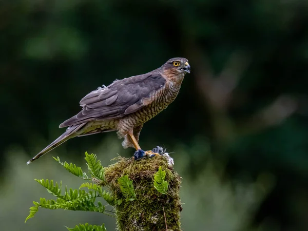 Πουλί Του Prey Sparrowhawk Accipiter Nisus Επίσης Γνωστό Βόρειο Σπουργίτι — Φωτογραφία Αρχείου