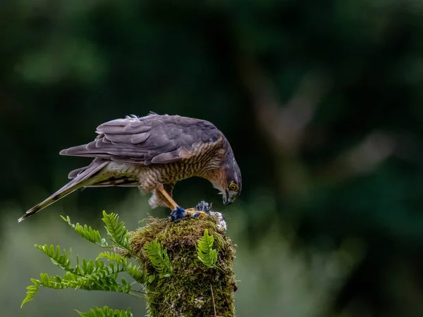 Raubvogel Sperber Accipiter Nisus Auch Bekannt Als Nördlicher Sperber Oder — Stockfoto