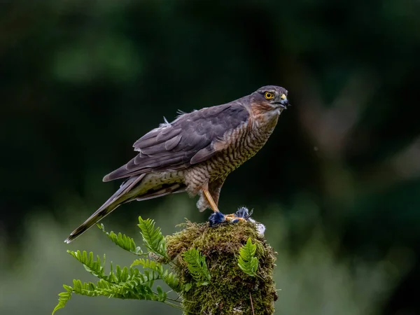 Πουλί Του Prey Sparrowhawk Accipiter Nisus Επίσης Γνωστό Βόρειο Σπουργίτι — Φωτογραφία Αρχείου