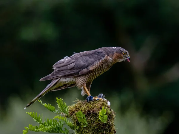 Πουλί Του Prey Sparrowhawk Accipiter Nisus Επίσης Γνωστό Βόρειο Σπουργίτι — Φωτογραφία Αρχείου