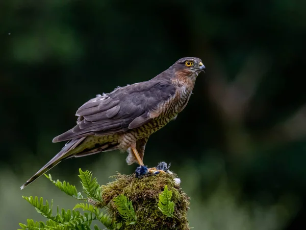 Πουλί Του Prey Sparrowhawk Accipiter Nisus Επίσης Γνωστό Βόρειο Σπουργίτι — Φωτογραφία Αρχείου