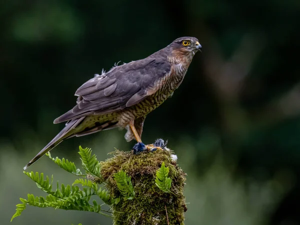 Πουλί Του Prey Sparrowhawk Accipiter Nisus Επίσης Γνωστό Βόρειο Σπουργίτι — Φωτογραφία Αρχείου