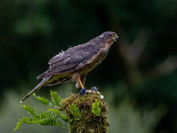 Bird Prey Sparrowhawk Accipiter Nisus Also Known Northern Sparrowhawk Sparrowhawk — Stock Photo, Image