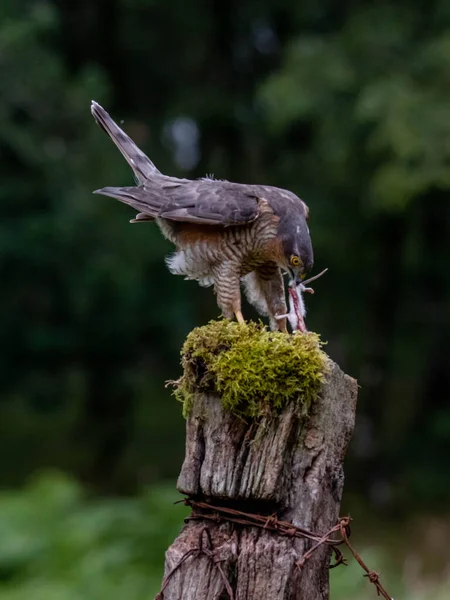 Oiseau Proie Épervier Accipiter Nisus Aussi Connu Sous Nom Épervier — Photo