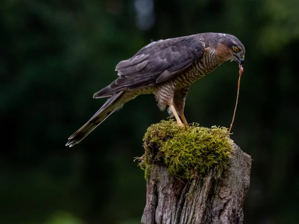 Πουλί Του Prey Sparrowhawk Accipiter Nisus Επίσης Γνωστό Βόρειο Σπουργίτι — Φωτογραφία Αρχείου