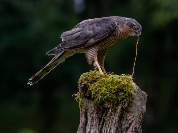 Πουλί Του Prey Sparrowhawk Accipiter Nisus Επίσης Γνωστό Βόρειο Σπουργίτι — Φωτογραφία Αρχείου